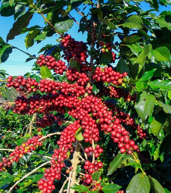 Cultivo del café