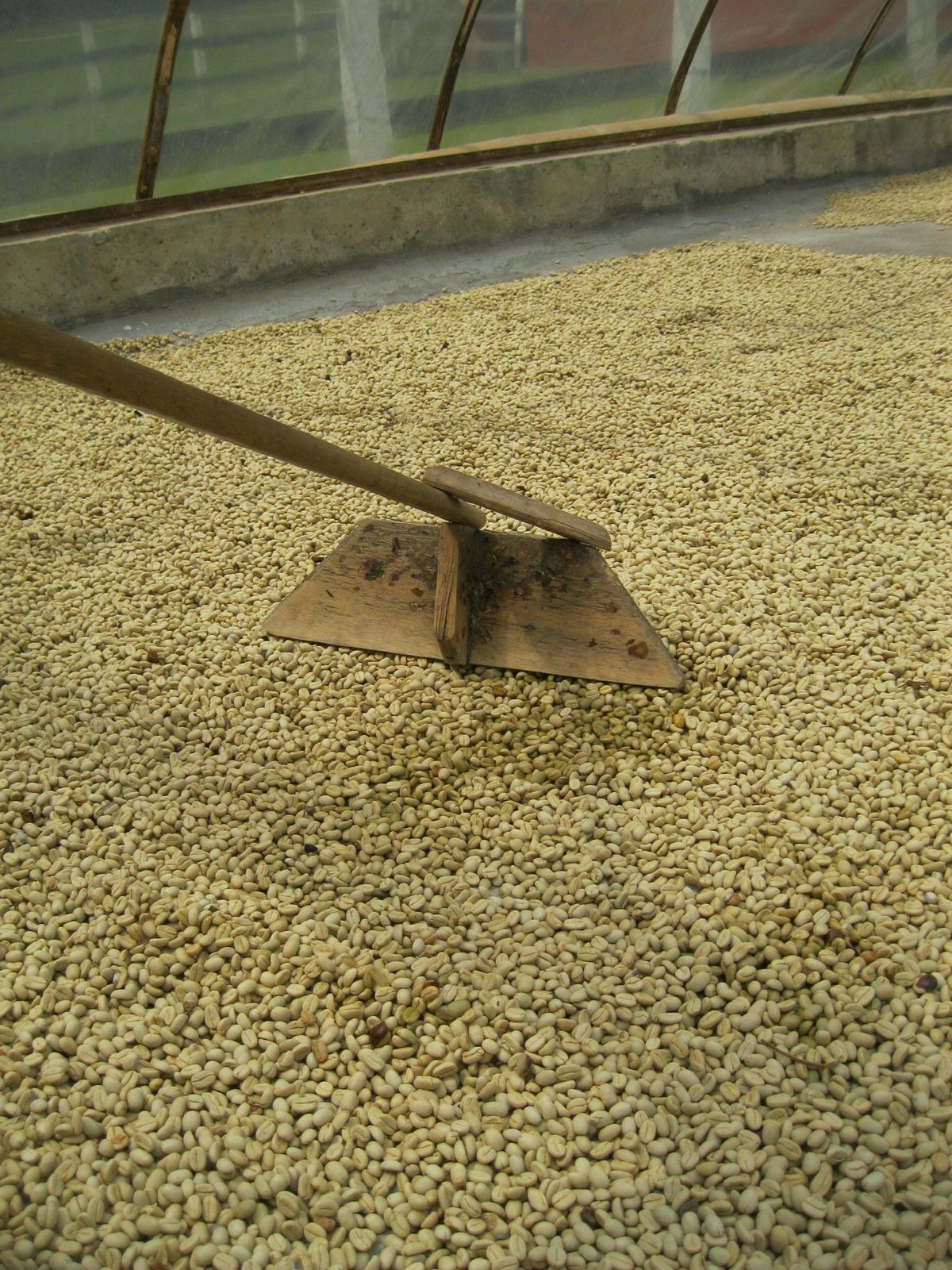 Secado del cafe